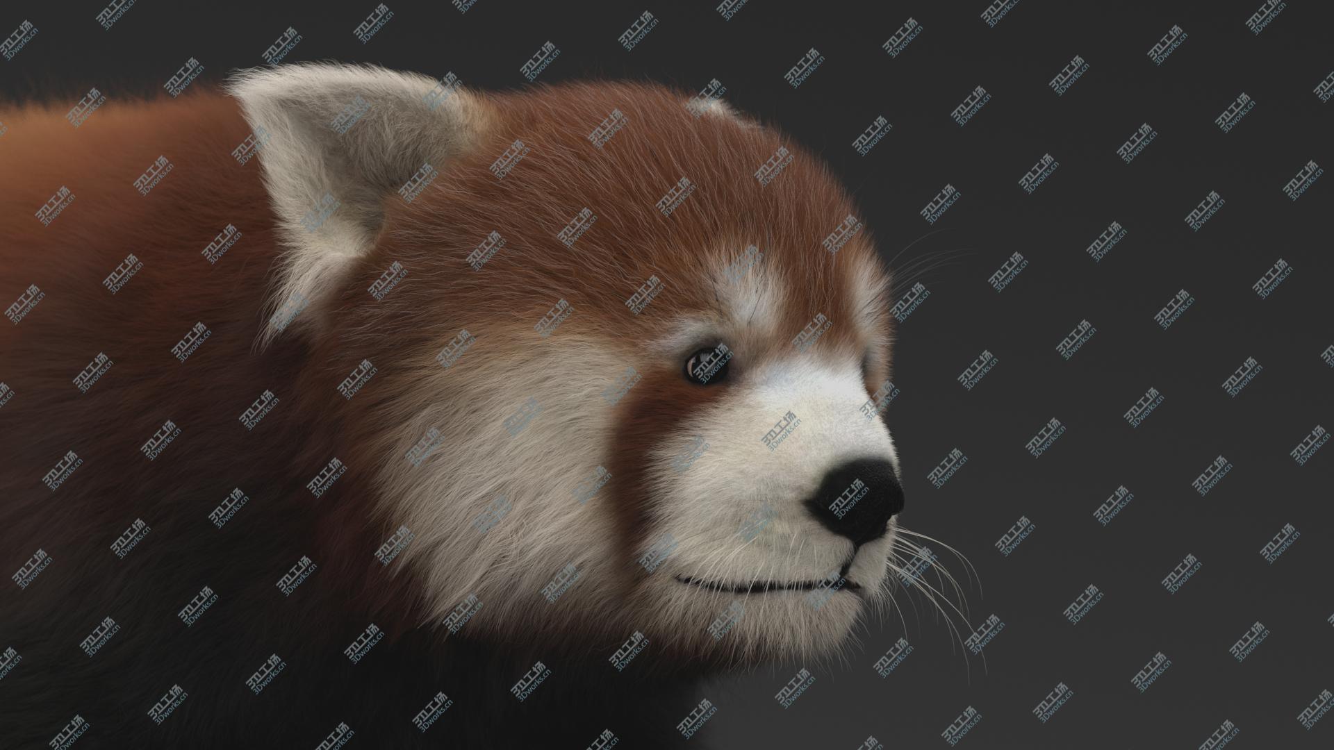 images/goods_img/20210313/3D Red Panda Rigged/4.jpg